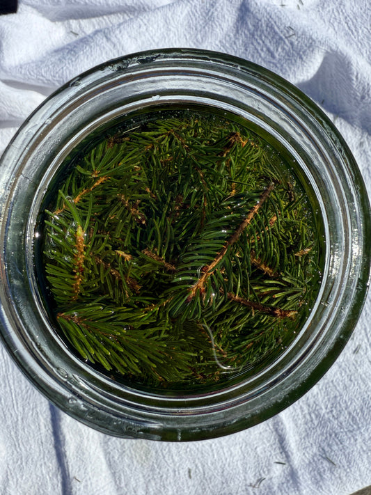 Spruce Infused Oil (Conifer Oil)