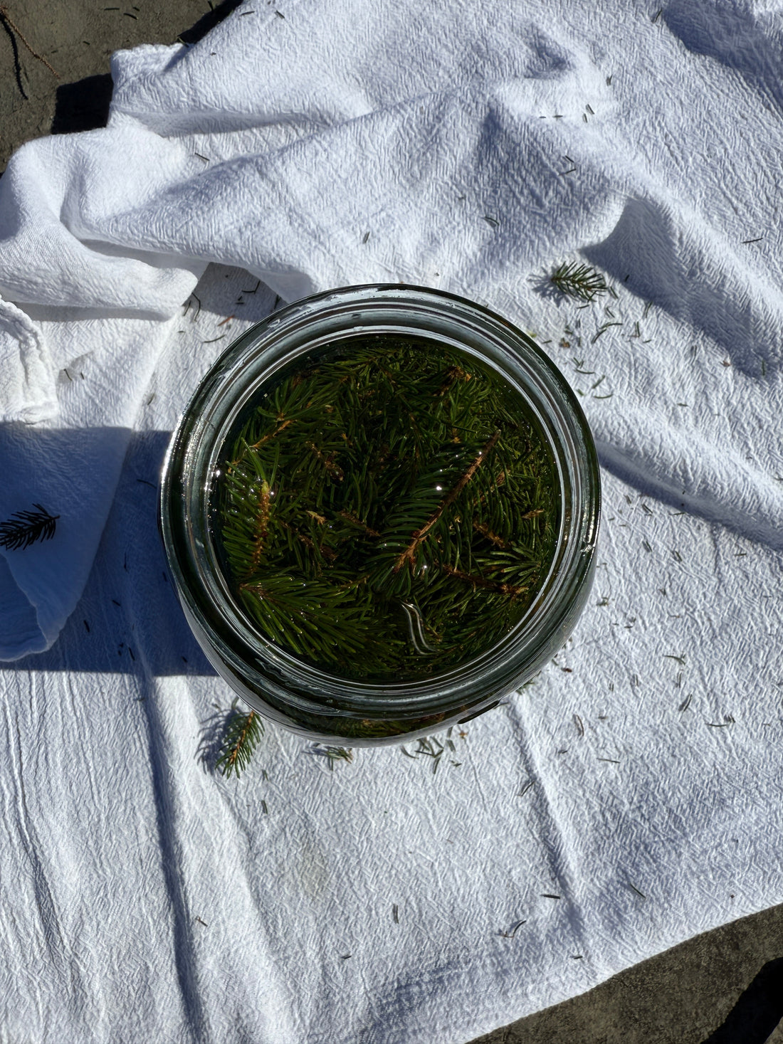 Spruce Infused Oil (Conifer Oil)