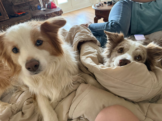 Dog Paw Balm Recipe DIY